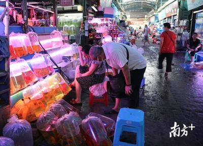 廣州花地灣水族批發(fā)市場搬遷了嗎今天新聞：廣州花地灣水族批發(fā)市場搬遷 廣州水族批發(fā)市場 第1張