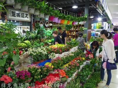 廣州花地灣水族批發(fā)市場搬遷了嗎今天新聞：廣州花地灣水族批發(fā)市場搬遷 廣州水族批發(fā)市場 第4張