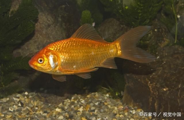 大魚缸養(yǎng)金魚幾天換一次水：大魚缸養(yǎng)金魚需要每2-3天換一次金魚用水