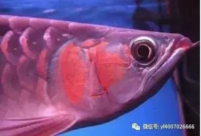 龍魚一開燈就掉眼睛怎么辦：龍魚一開燈就掉眼怎么辦，龍魚一開燈就掉眼睛怎么辦