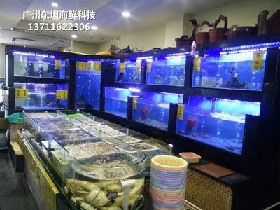 廣州最大的魚缸市場在哪里有買魚：廣州水族文化的發(fā)展軌跡 廣州水族批發(fā)市場 第1張