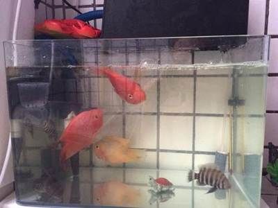 廣州最大的魚缸市場在哪里有買魚：廣州水族文化的發(fā)展軌跡 廣州水族批發(fā)市場 第3張