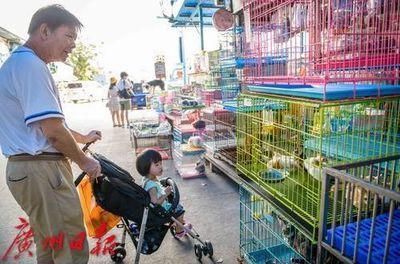 芳村花鳥魚市場幾點關(guān)門?。悍即寤B魚蟲市場下午6點時關(guān)門 廣州水族批發(fā)市場 第3張