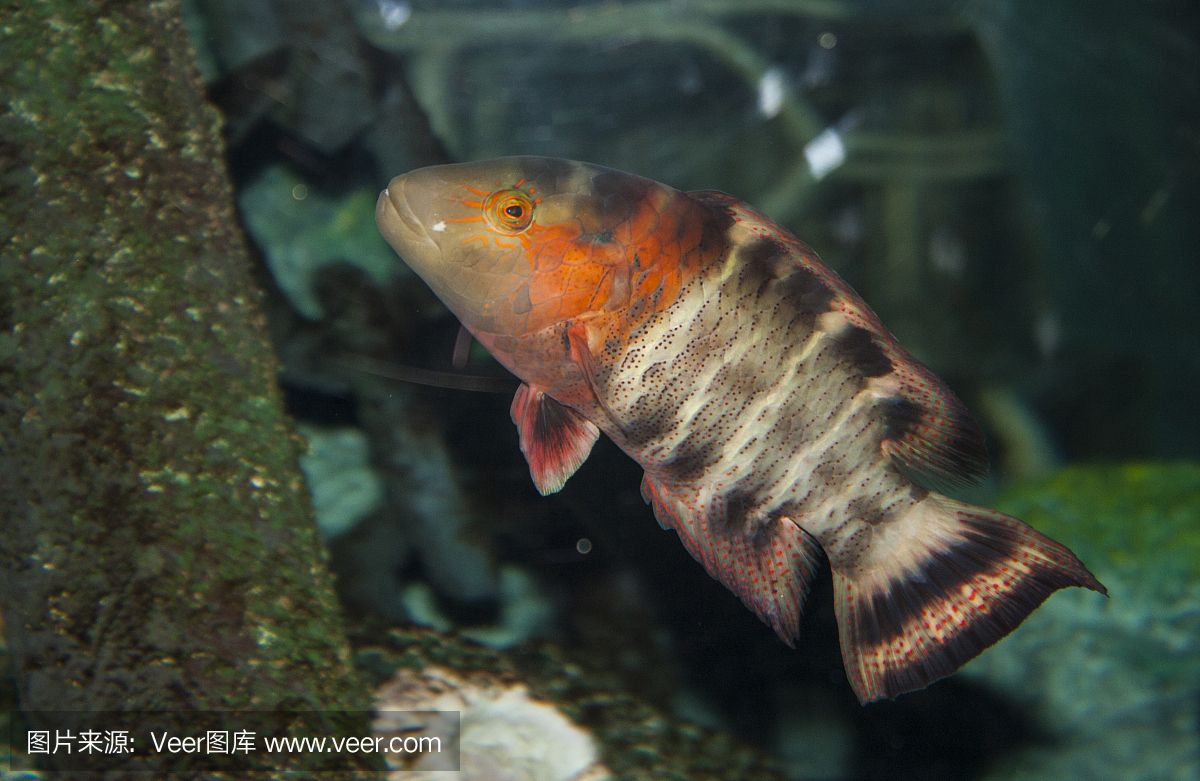 海拉爾哪里賣魚缸的多一點(diǎn)：呼倫貝爾市魚類資源介紹呼倫貝爾市魚類資源介紹 廣州水族批發(fā)市場(chǎng) 第4張