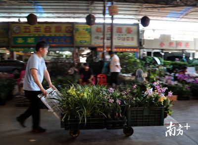 芳村花卉批發(fā)市場(chǎng)時(shí)間：廣州芳村花卉批發(fā)市場(chǎng) 廣州水族批發(fā)市場(chǎng) 第1張