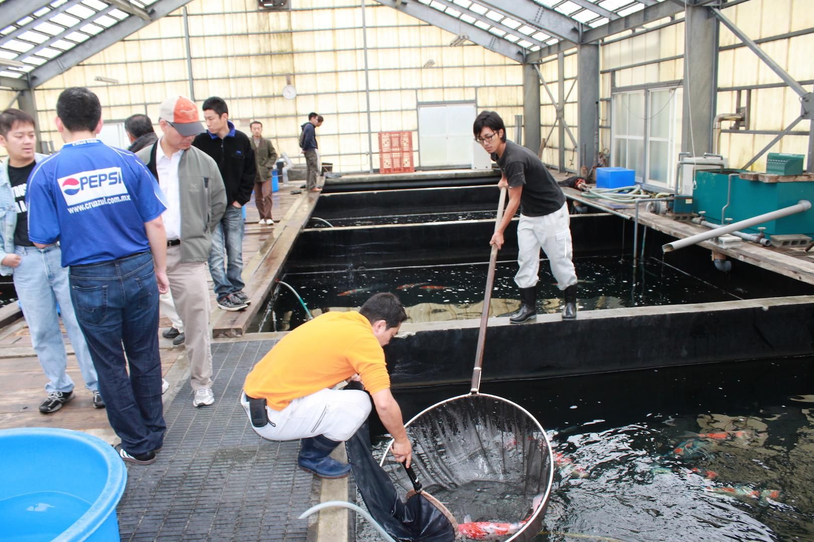 觀賞魚批發(fā)從哪里進(jìn)貨最便宜：廣州花地灣花鳥魚蟲批發(fā)市場