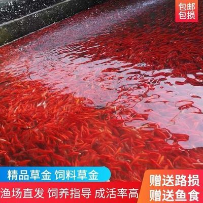 觀賞魚和魚食去什么地方批發(fā)：如何選擇觀賞魚批發(fā)市場(chǎng) 廣州水族批發(fā)市場(chǎng) 第3張