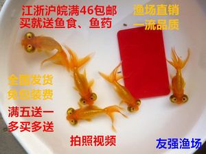 觀賞魚和魚食去什么地方批發(fā)：如何選擇觀賞魚批發(fā)市場(chǎng) 廣州水族批發(fā)市場(chǎng) 第1張