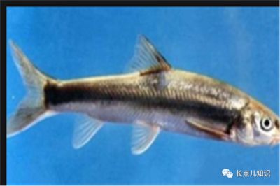 國(guó)內(nèi)淡水觀賞魚(yú)種類：什么是淡水觀賞魚(yú) 魚(yú)缸風(fēng)水 第2張