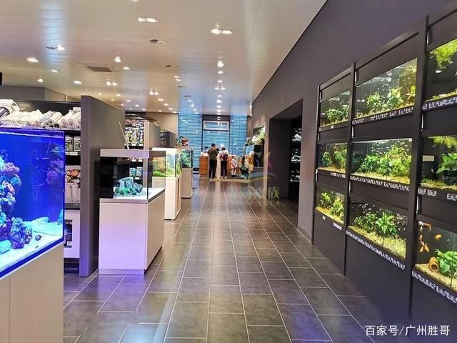 廣州芳村觀賞魚市場：廣州芳村觀賞魚市場在哪里 廣州水族批發(fā)市場 第4張