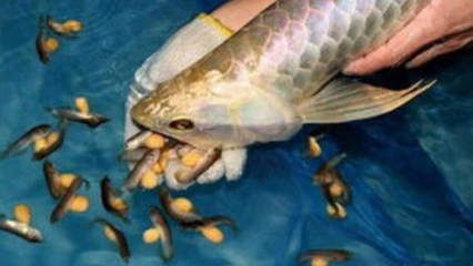 金龍魚吃蝦嗎會死嗎：金龍魚可以吃蝦嗎 龍魚百科 第1張