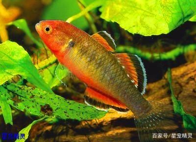 淡水大型觀賞魚有哪些：不同水大型觀賞魚的起源與發(fā)展 魚缸風(fēng)水 第3張