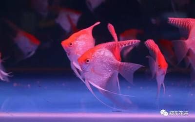 家里買大魚缸好嗎：家里買大魚缸好還是買大魚缸好？ 魚缸風(fēng)水 第2張