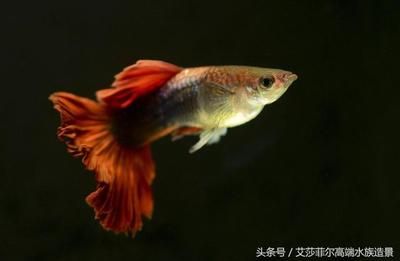 好看的觀賞魚(yú)排行榜