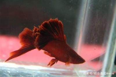 好看的觀賞魚(yú)排行榜