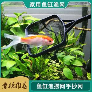 觀賞魚大尾巴的小魚 魚缸風(fēng)水 第1張