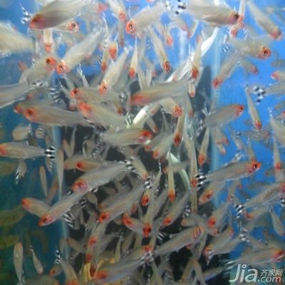 紅色魚缸風(fēng)水講究什么：紅色魚缸在風(fēng)水學(xué)中代表著光明、吉祥運(yùn)勢(shì)和風(fēng)水有關(guān)的因素 魚缸風(fēng)水 第3張