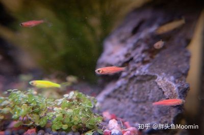 關(guān)于魚缸里的魚的日記怎么寫：觀察魚缸里的魚的生活 魚缸風(fēng)水 第1張