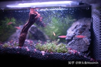 關(guān)于魚缸里的魚的日記怎么寫：觀察魚缸里的魚的生活 魚缸風(fēng)水 第4張