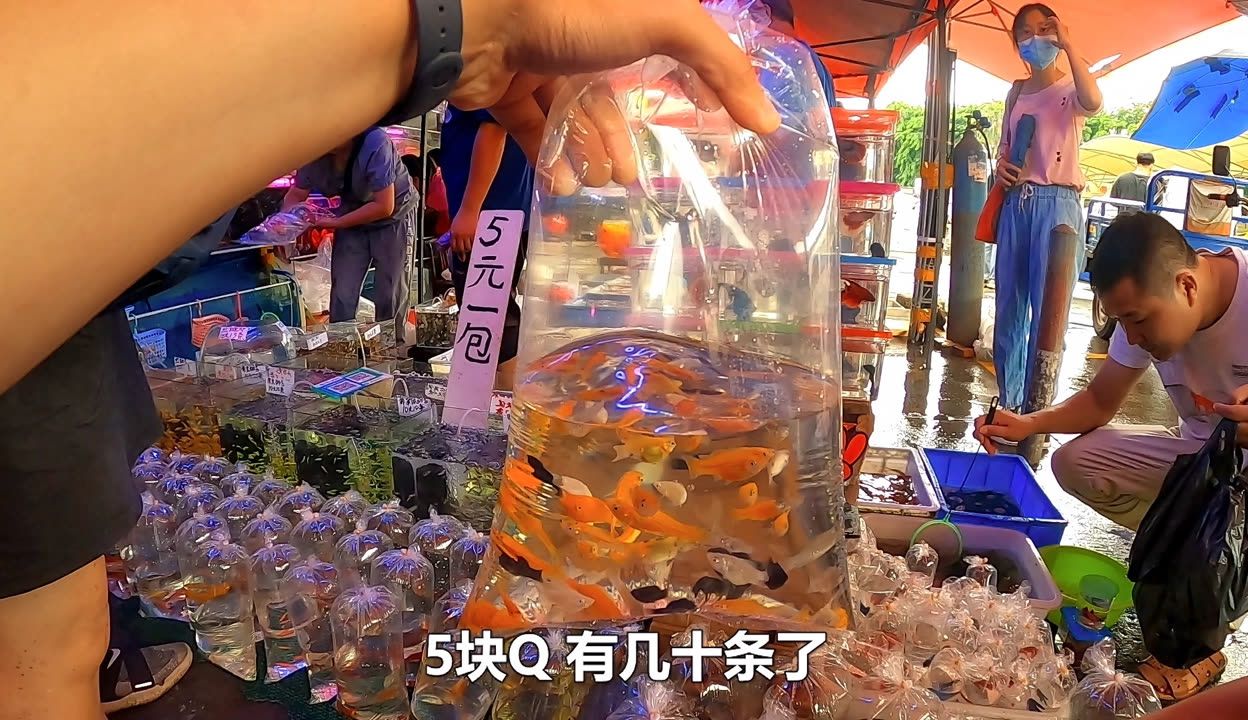 廣州最大的水族市場(chǎng)在哪里有：全球最大水族市場(chǎng)，藏身廣州老城區(qū)20年