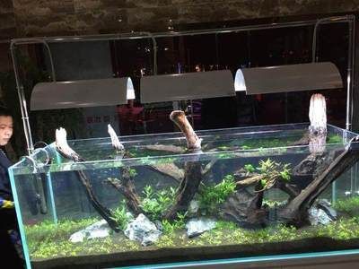 布好景的魚缸如何清理：如何清理魚缸？ 魚缸百科 第3張