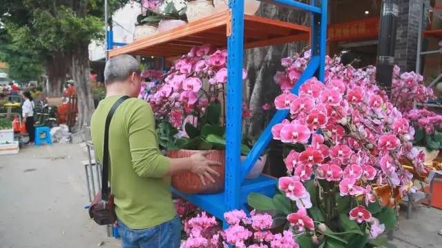 芳村花鳥蟲魚新市場在哪里啊：廣州芳村花鳥蟲魚新市場