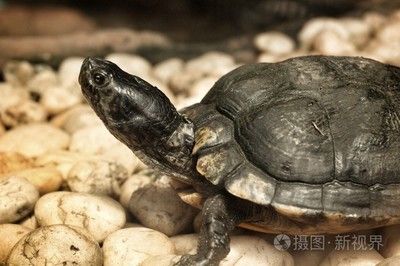 百藝城花鳥魚新世界廣州市荔灣區(qū)烏龜在哪里：廣州荔灣區(qū)百藝城花鳥魚新世界和烏龜相關的地點