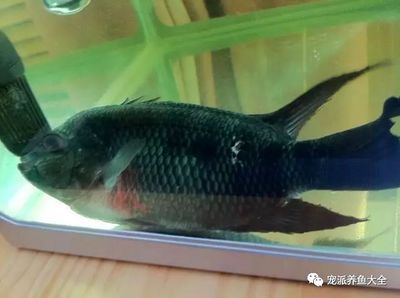 給魚缸升溫可以殺菌嗎：給魚缸升溫可以殺菌嗎紫外線殺菌燈的工作原理 魚缸風(fēng)水 第3張