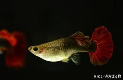 好動(dòng)的觀賞魚有哪些：好養(yǎng)又討喜的觀賞魚 魚缸風(fēng)水 第1張