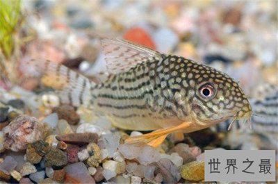 好動(dòng)的觀賞魚有哪些：好養(yǎng)又討喜的觀賞魚 魚缸風(fēng)水 第4張