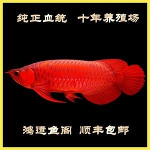 紅龍魚養(yǎng)殖場都有哪些設(shè)備：紅龍魚養(yǎng)殖場常見的設(shè)備是什么紅龍魚養(yǎng)殖場常見的設(shè)備 龍魚百科 第3張