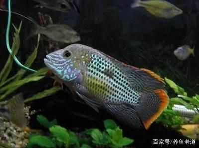 缸養(yǎng)觀賞魚有哪些品種好：缸養(yǎng)觀賞魚品種大全 魚缸風水 第4張