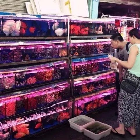 廣州芳村花鳥魚蟲新世界有什么賣：廣州芳村花鳥魚蟲新世界 廣州水族批發(fā)市場 第1張