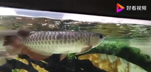 金龍魚翻了怎么辦？：金龍魚翻肚皮怎么辦 龍魚百科 第3張