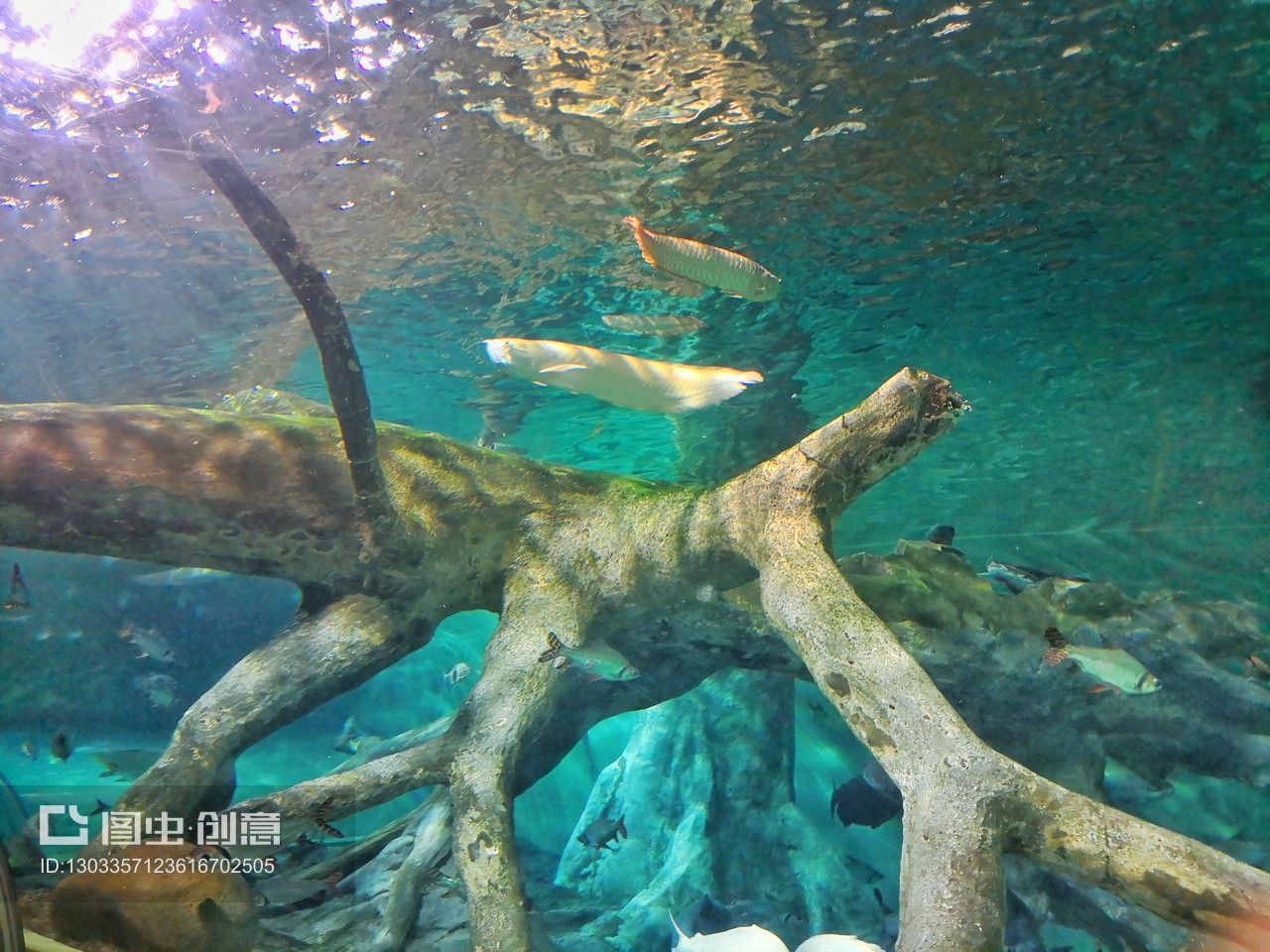 大洋水族魚缸廠家在哪里?。捍笱笏弭~缸廠家位置