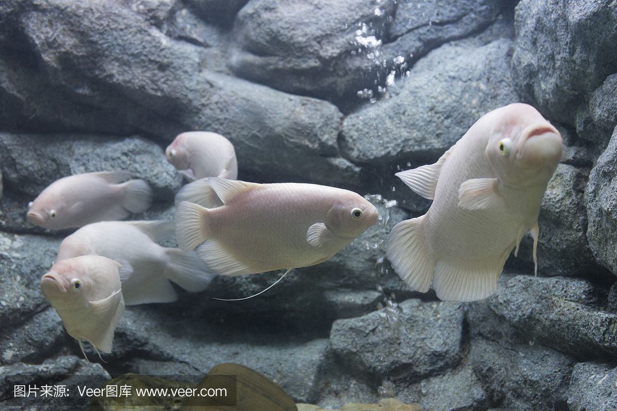 大洋水族魚缸廠家在哪里啊：大洋水族魚缸廠家位置 魚缸百科 第4張