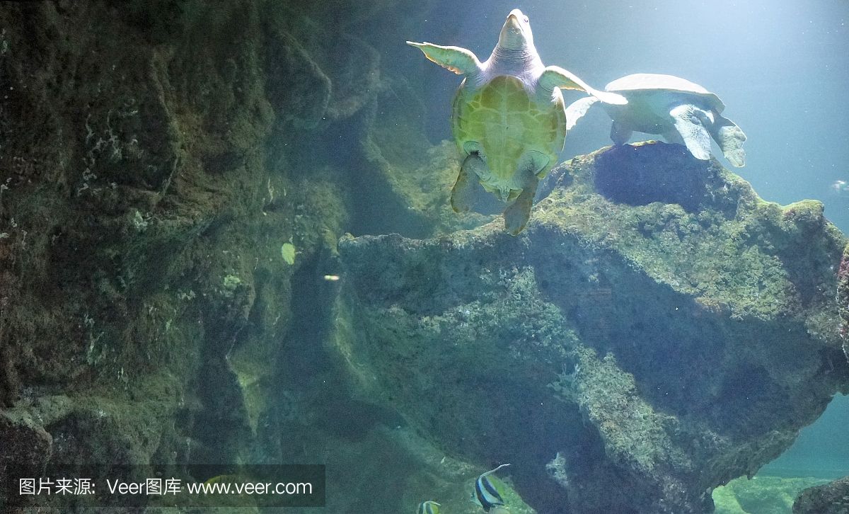 大洋水族魚缸廠家在哪里?。捍笱笏弭~缸廠家位置