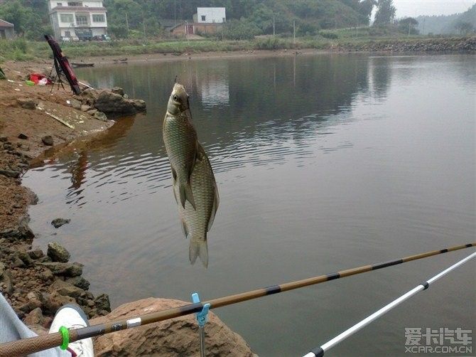 龍魚(yú)要漲價(jià)了嗎知乎