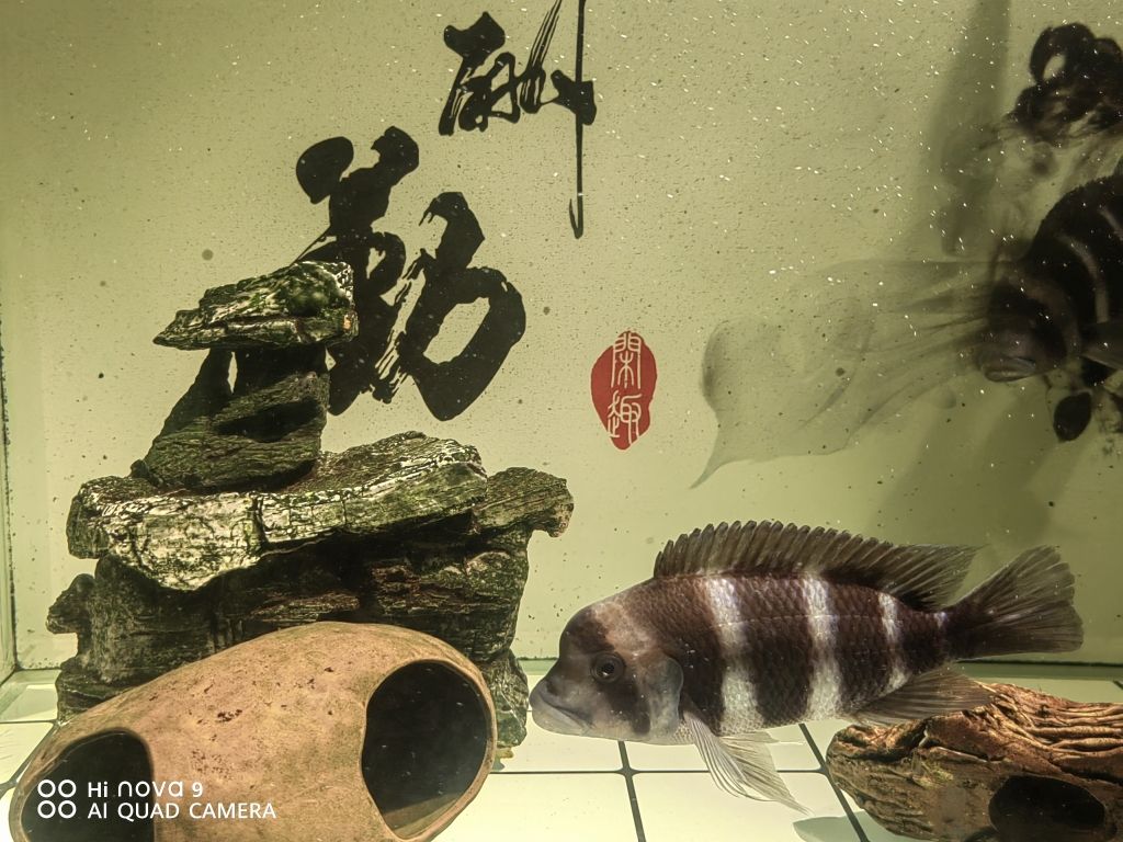 家里倆魚缸好嗎：家里擺放兩個魚缸有什么講究？ 魚缸風(fēng)水 第2張