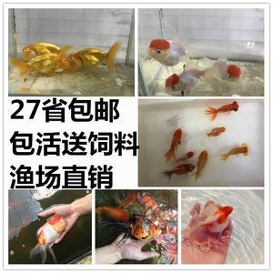 寵物魚觀賞魚哪個好養(yǎng)一點：觀賞魚養(yǎng)護難度如何？ 魚缸風(fēng)水 第1張