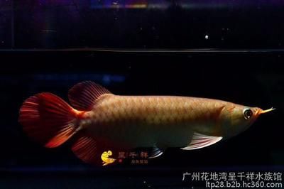 紅龍魚不吃食怎么解決：紅龍魚不吃食怎么辦 龍魚百科 第2張