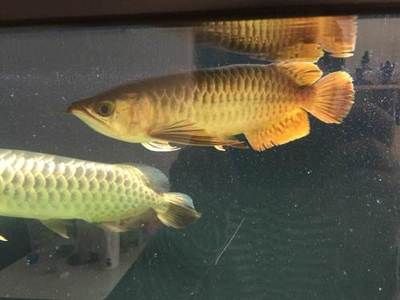 廣州本地觀賞魚(yú)：如何在家里養(yǎng)活熱帶觀賞魚(yú) 魚(yú)缸風(fēng)水 第1張