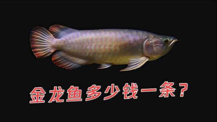 金龍魚藍(lán)龍多少錢一只：\