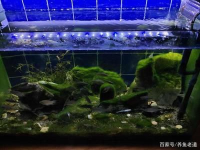 超白魚缸和熱彎魚缸哪個(gè)好養(yǎng)：超白魚缸與熱彎魚缸的區(qū)別 魚缸百科 第2張