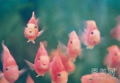 風(fēng)水魚缸蓋蓋子嗎：關(guān)于魚缸蓋子的問題