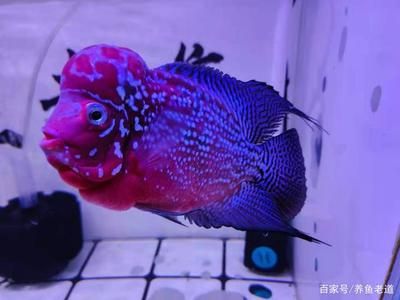 觀賞魚什么品種比較高端 魚缸風水 第3張