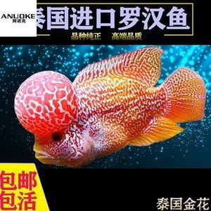 觀賞魚什么品種比較高端 魚缸風水 第4張