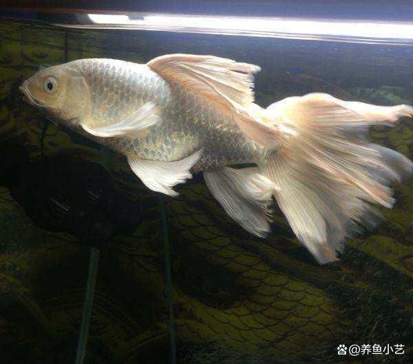 純白色的觀賞魚有哪些種類：白色觀賞魚的種類 魚缸風(fēng)水 第1張