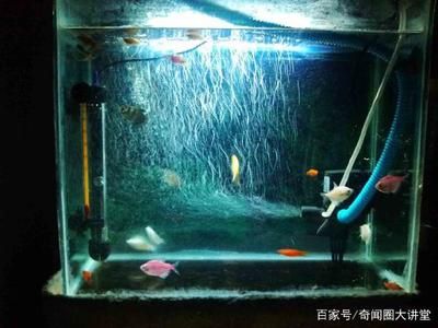 玻璃魚缸消毒最簡(jiǎn)單的方法是：玻璃魚缸怎么消毒？ 魚缸百科 第3張