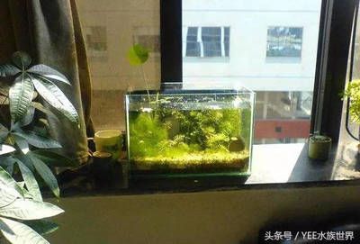 家里的魚缸不養(yǎng)魚好不好 魚缸風(fēng)水 第1張